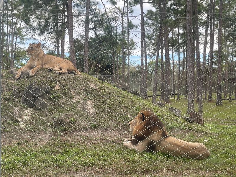 Lions Behind the Fence