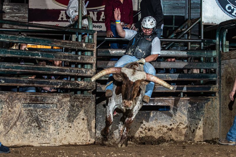 Live Bull Riding Two Nights A Week Live Bull Riding Two Nights A Week