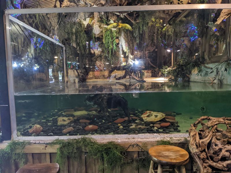 Live Gators Just Beyond the Glass Live Gators Just Beyond the Glass