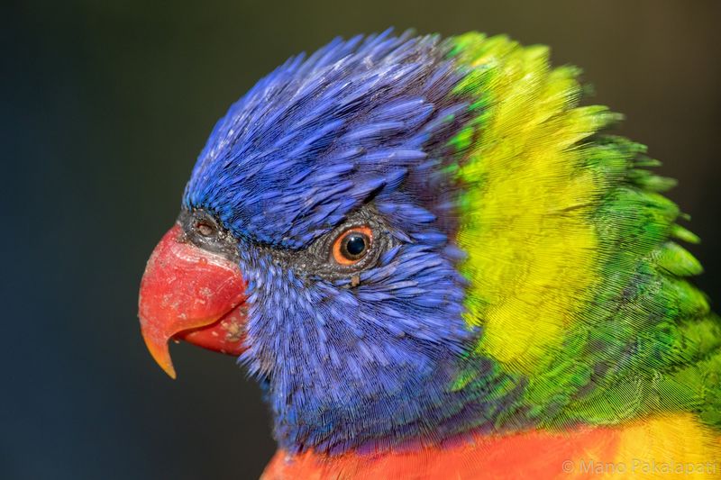 Lorikeets, Birds, and Little Cups of Juice Lorikeets, Birds, and Little Cups of Juice