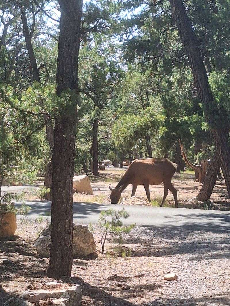 Mather Campground, Grand Canyon Village Mather Campground, Grand Canyon Village