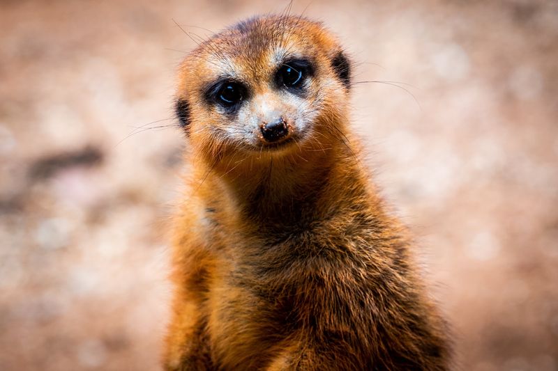 Meerkats, Porcupines, and Small Wonders Meerkats, Porcupines, and Small Wonders