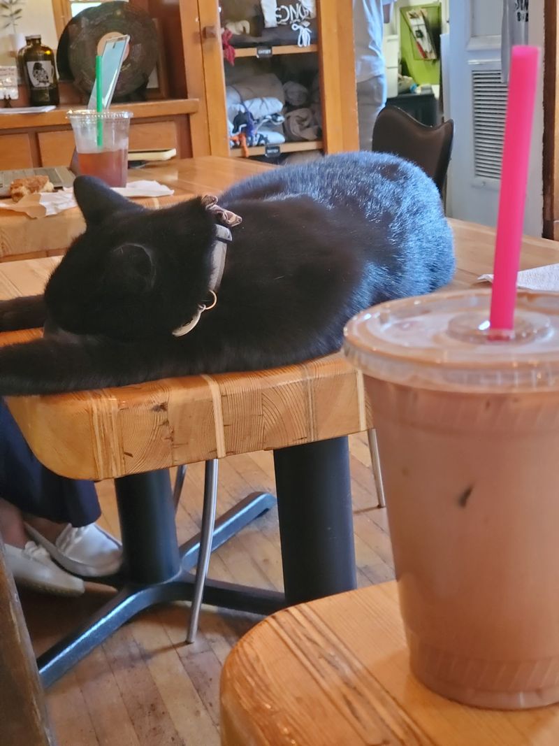 Meet Inky Bob, the Resident Cat