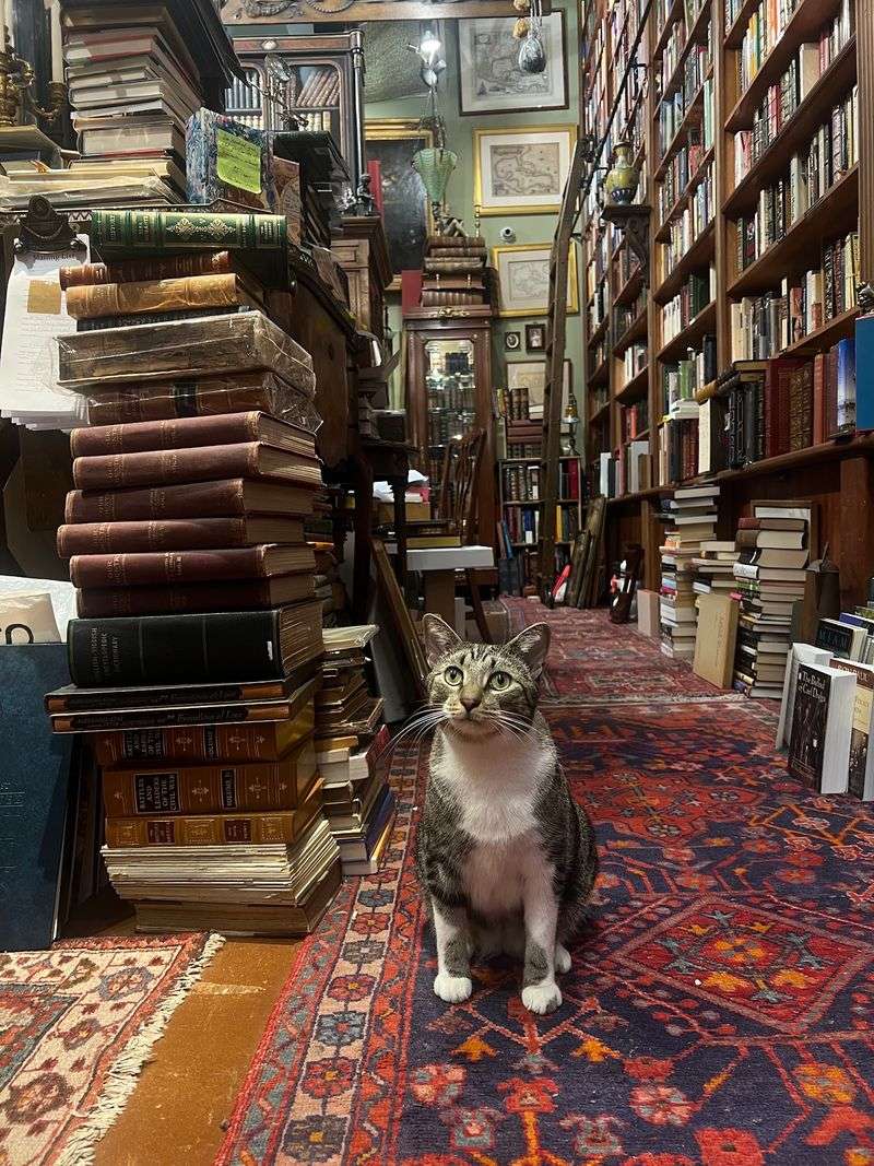 Meet Peter, The Shop Cat In Charge