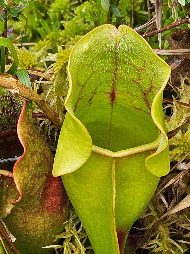 Meet The Carnivorous Pitcher Plants Meet The Carnivorous Pitcher Plants