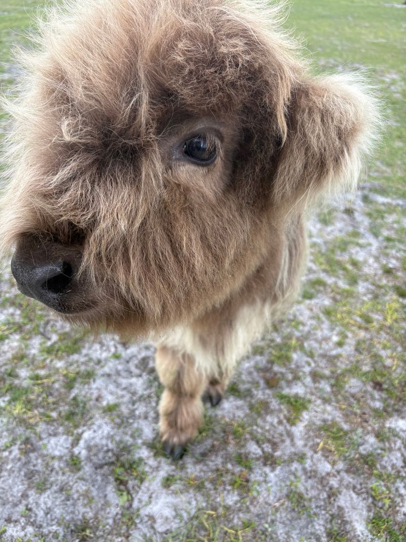 Meet the Fluffy Highland Cows