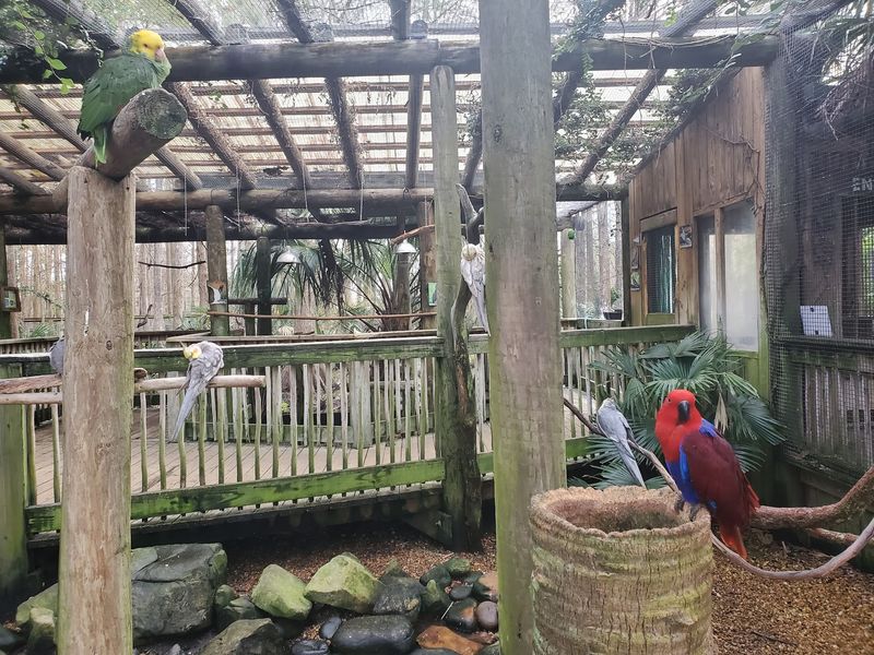 Meeting the Birds and Feeding Frenzy