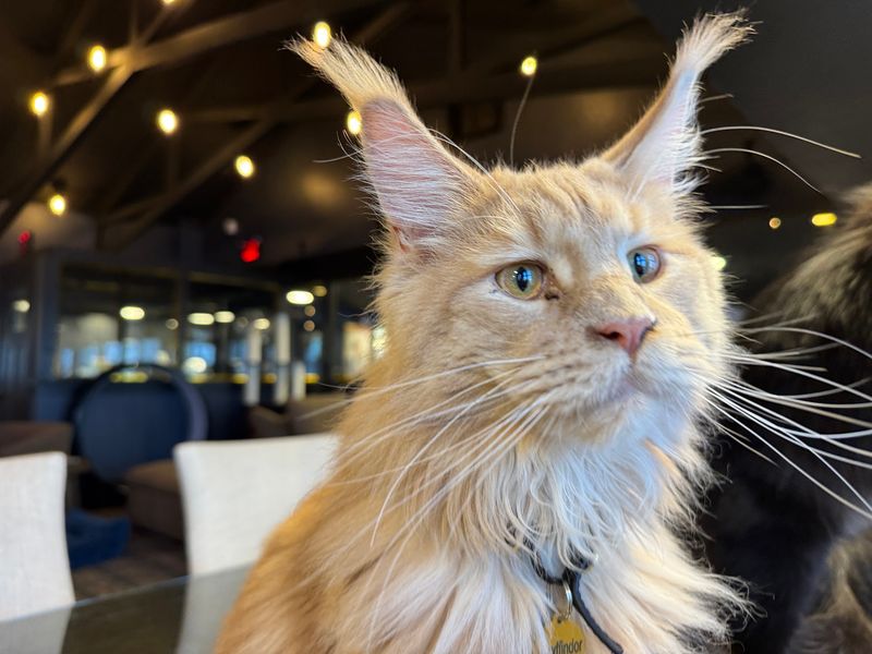 Meeting the Giant Maine Coons