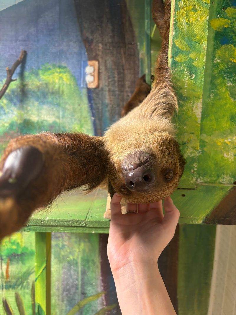 Meeting the Star of the Show, the Sloth Meeting the Star of the Show, the Sloth