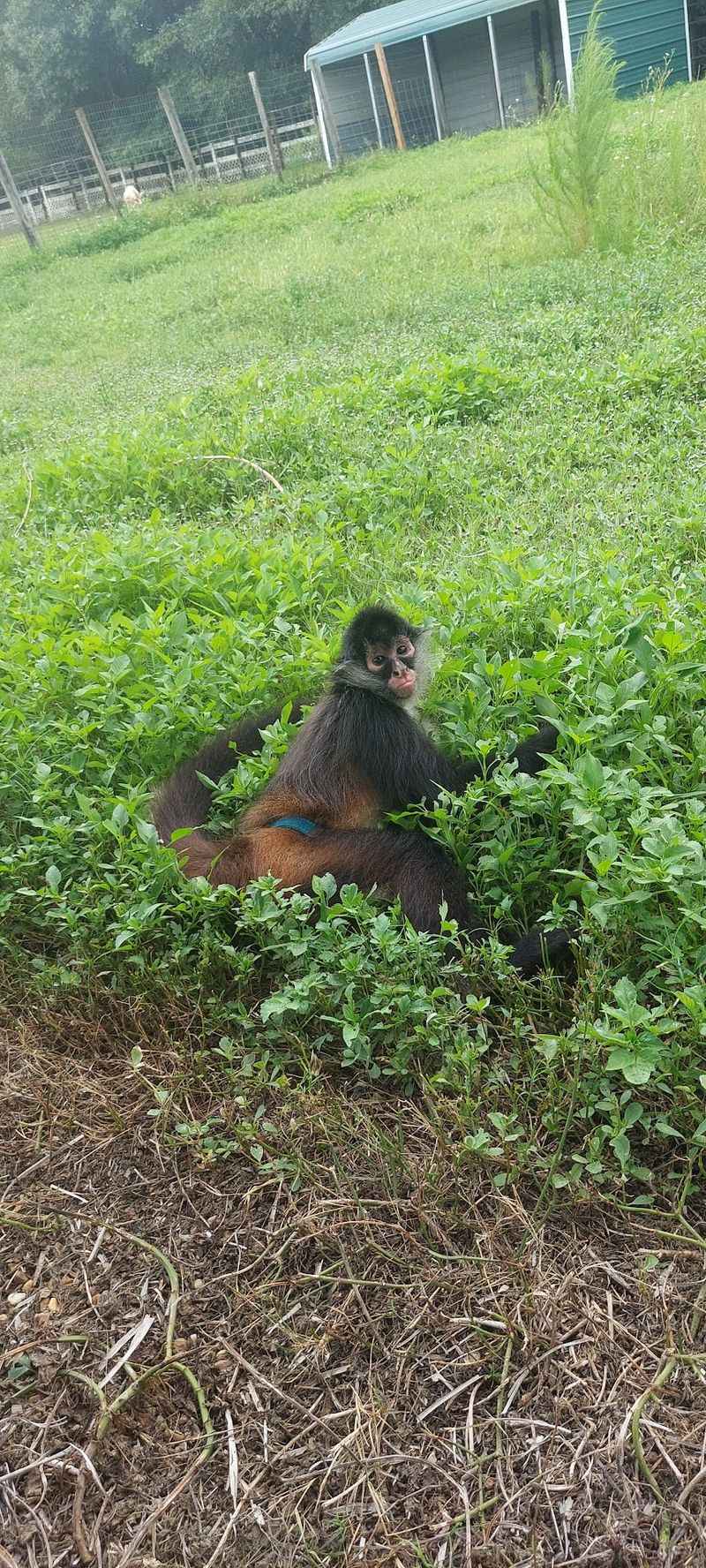 Monkeys with Big Personalities