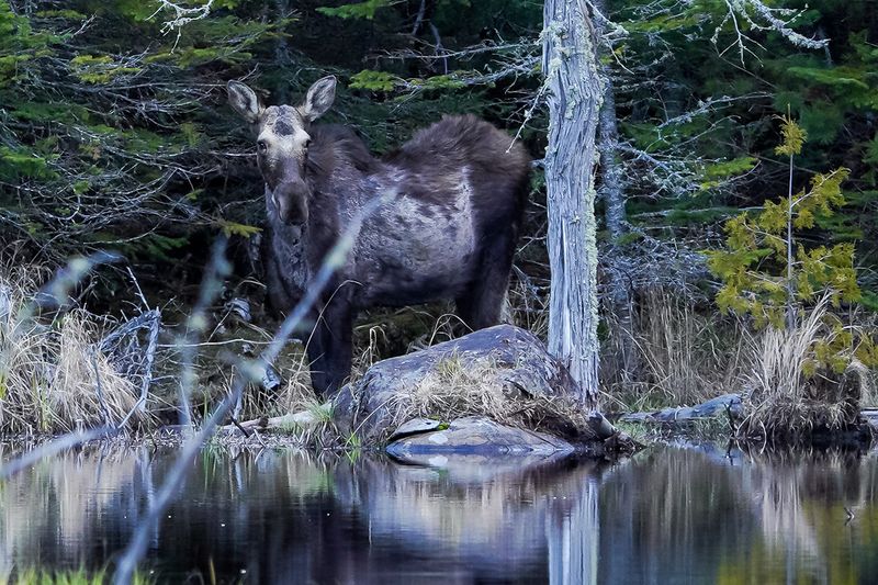 Moose On The Move