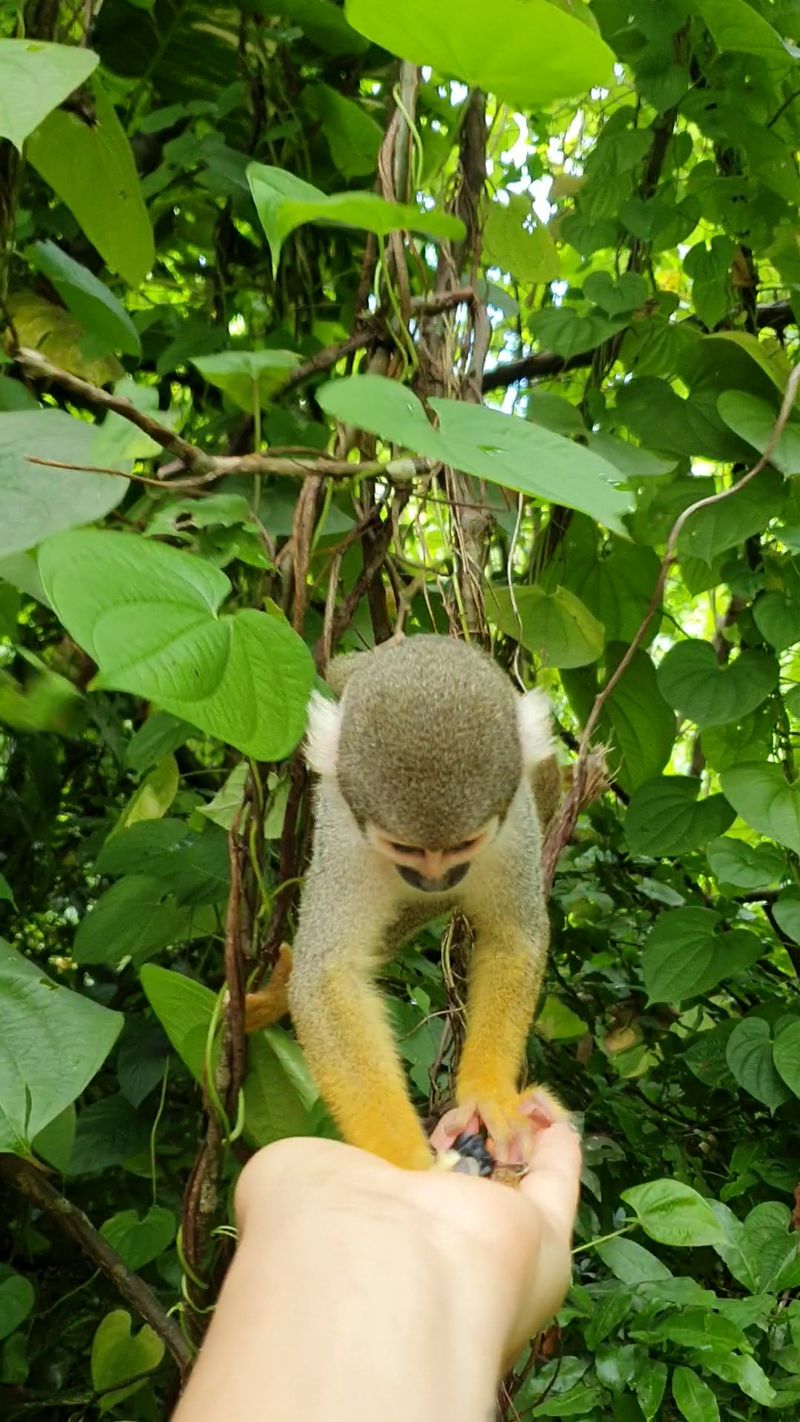 More Than Monkeys Roaming the Grounds