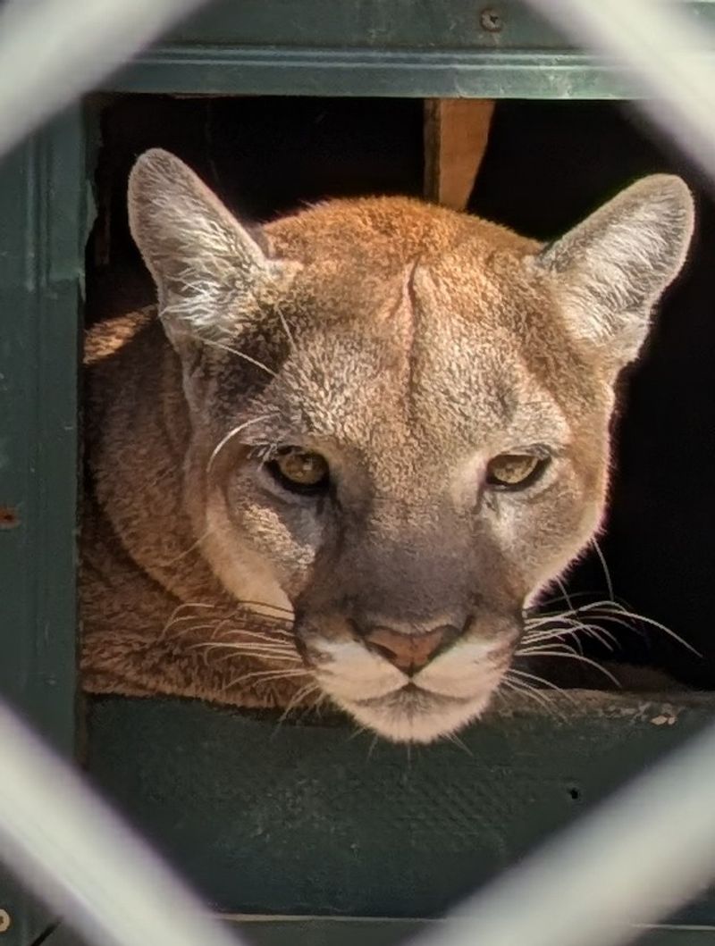Mountain Lions Up Close Mountain Lions Up Close