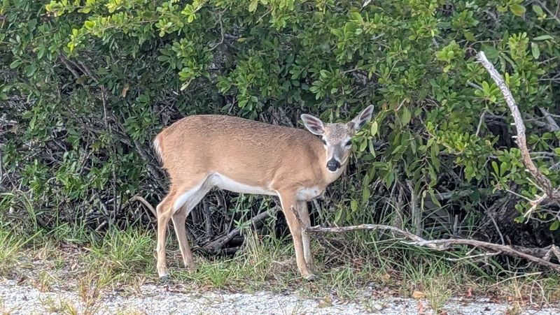 National Key Deer Refuge, Big Pine Key