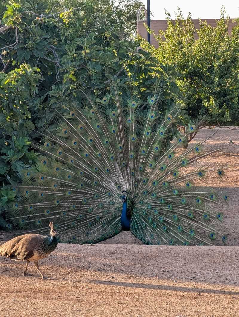 Orchards, Grapefruit Trees, And Roaming Critters Orchards, Grapefruit Trees, And Roaming Critters