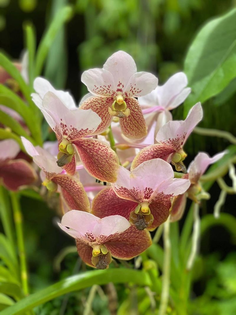 Orchids by the Thousands Orchids by the Thousands