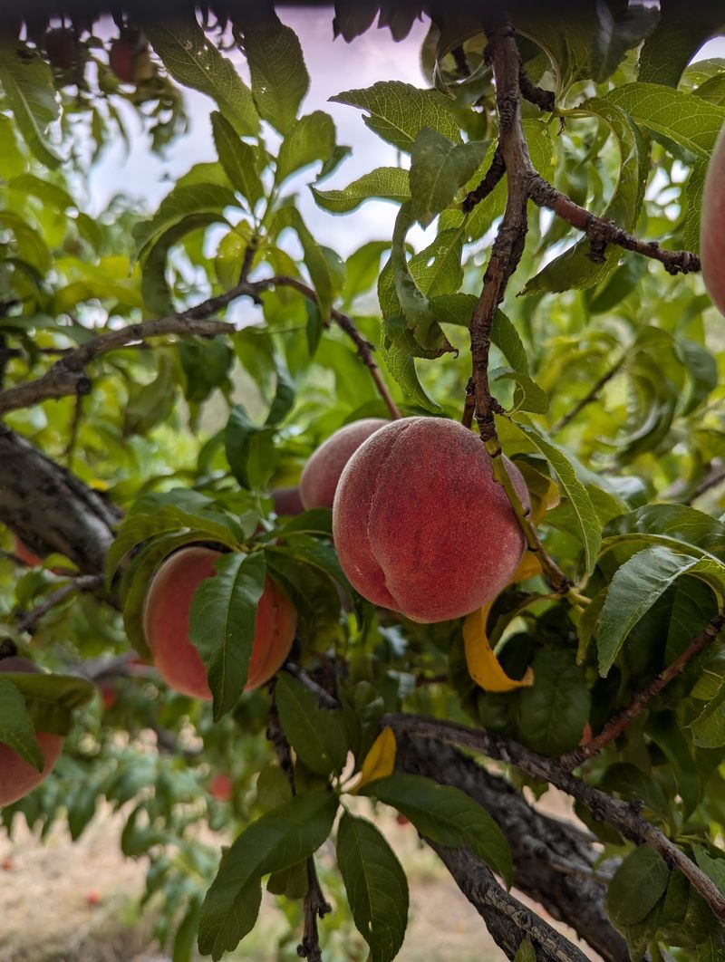 Peaches That Ripen All Summer Peaches That Ripen All Summer