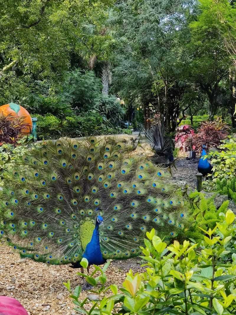 Peacocks That Rule the Pathways Peacocks That Rule the Pathways
