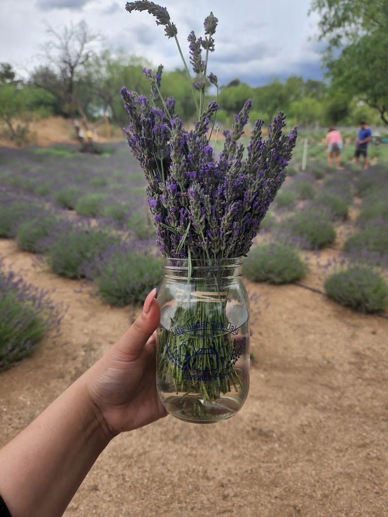 Pick Your Own Lavender Bundles Pick Your Own Lavender Bundles