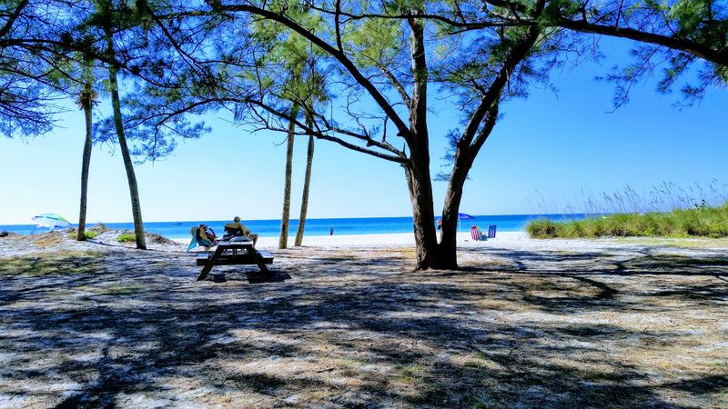 Picnic Tables and Shade Under the Trees