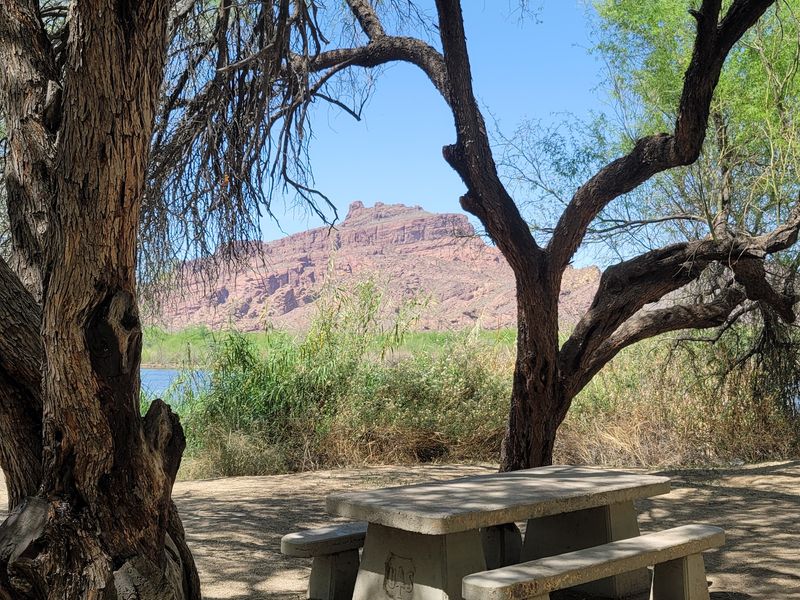 Picnics, Shade, And Slow Afternoons