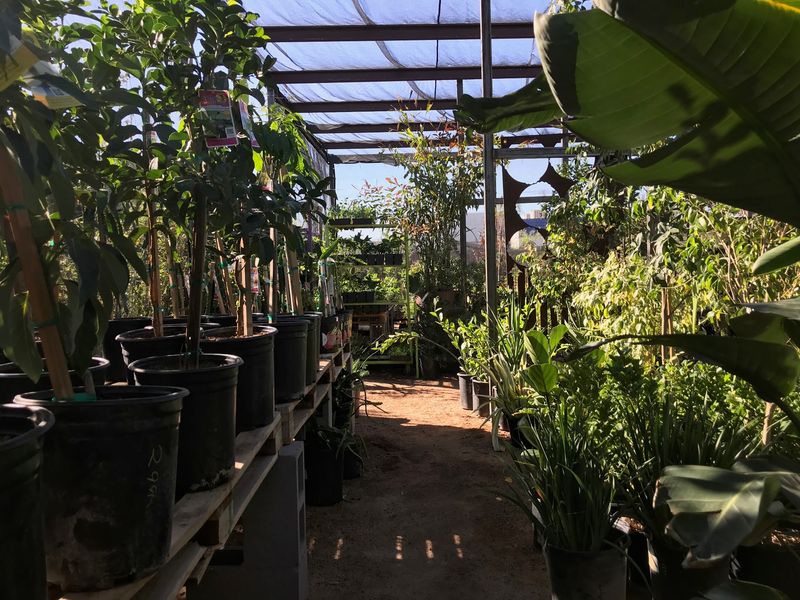 Plants That Actually Grow In Arizona Heat Plants That Actually Grow In Arizona Heat
