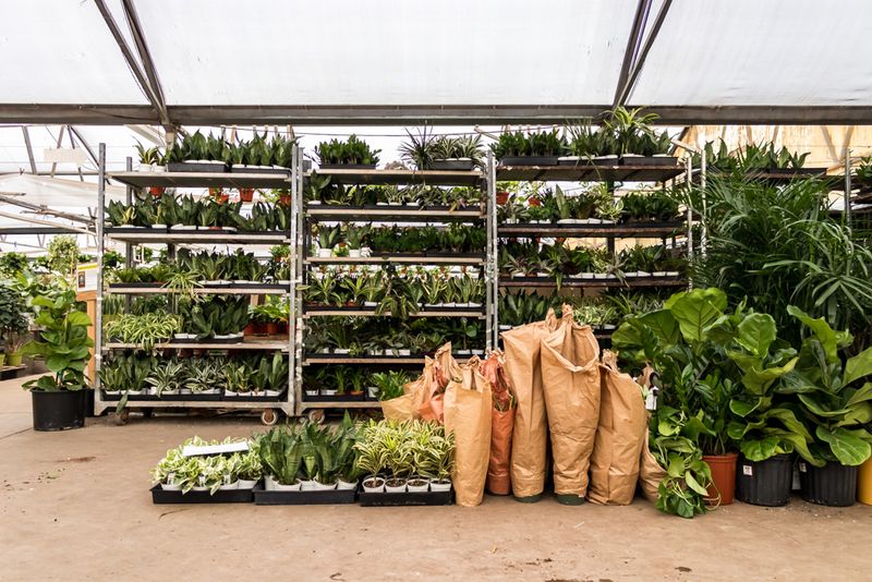 Plants That Actually Stay Healthy Plants That Actually Stay Healthy