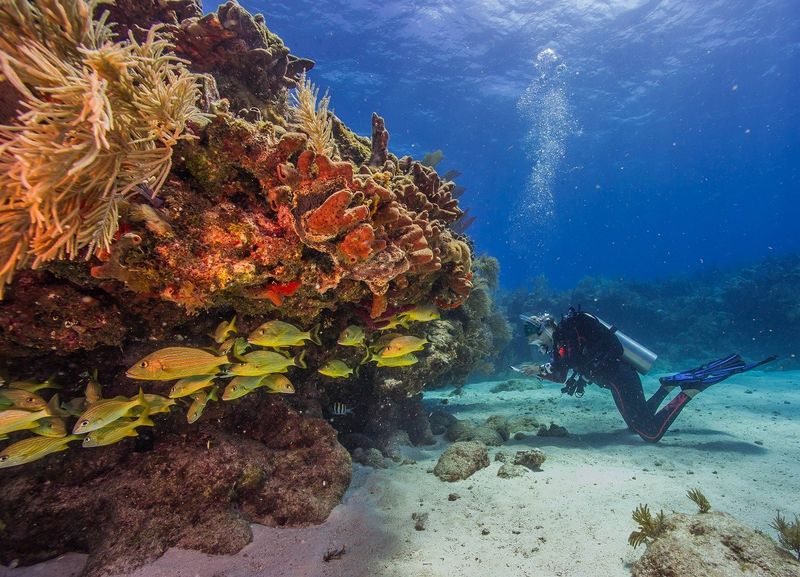 Protect the coral while you snorkel