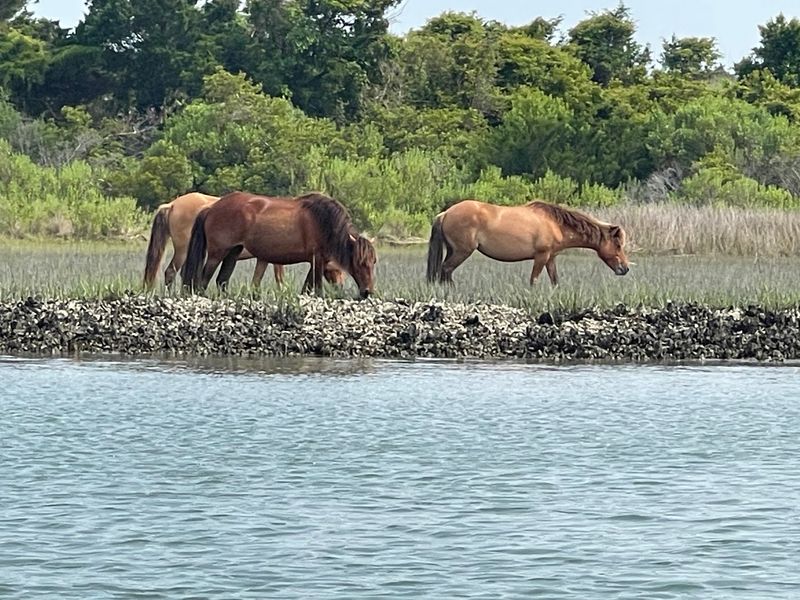 Rachel Carson Reserve, Beaufort, North Carolina