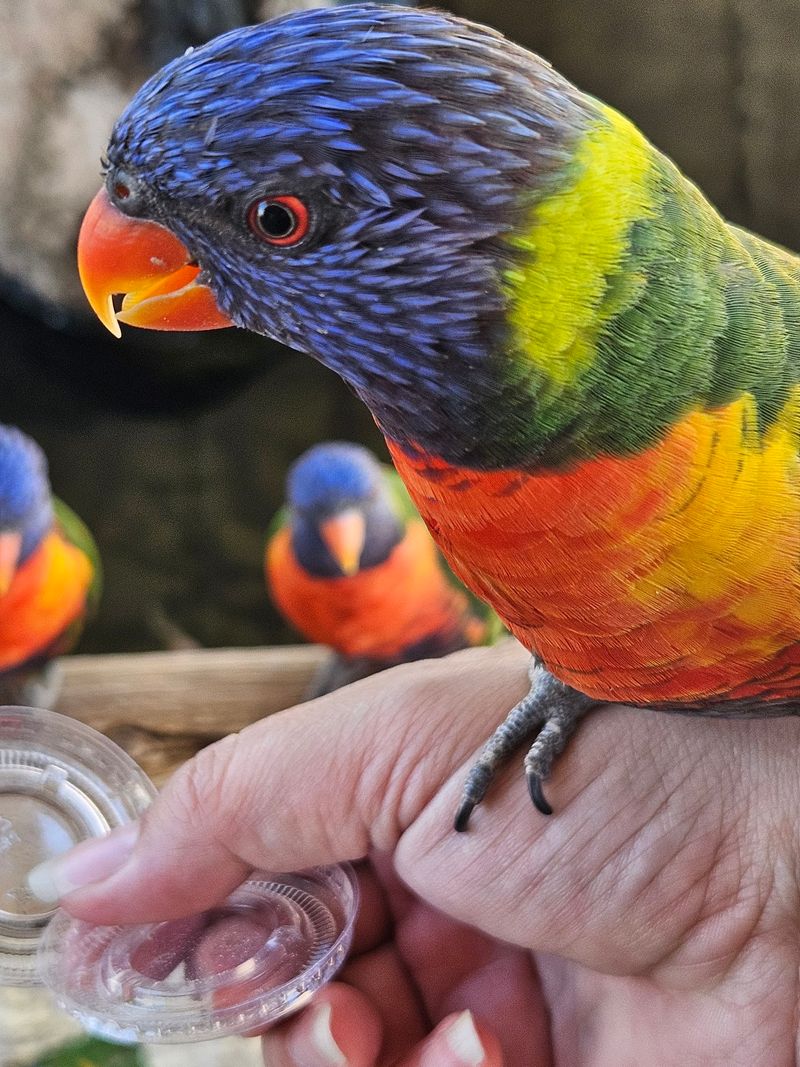 Rainbow Birds That Treat You Like A Perch Rainbow Birds That Treat You Like A Perch