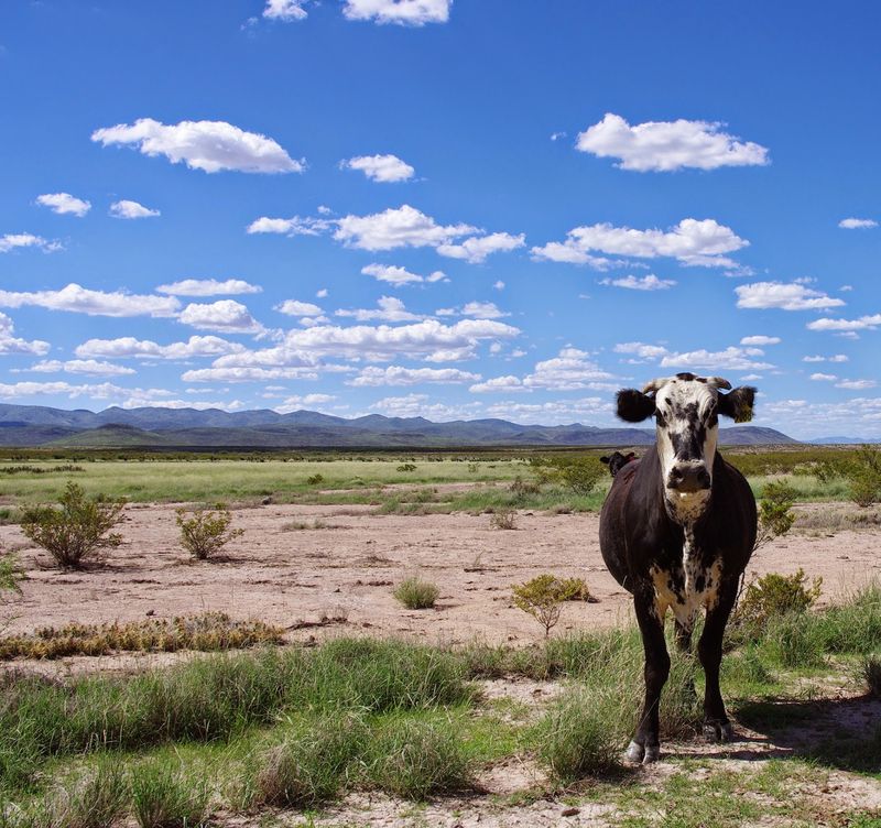 Ranchers, Cattle, and Sharing the Land Ranchers, Cattle, and Sharing the Land