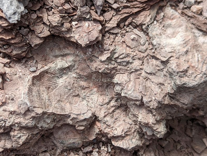 Real Fossils You Get To Find Yourself Real Fossils You Get To Find Yourself