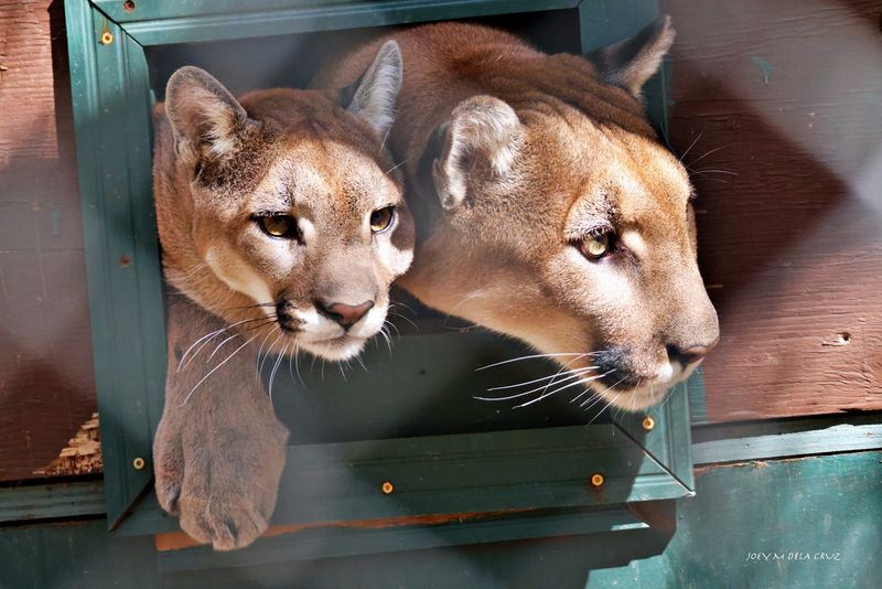Rescue, Rehabilitate, Release Rescue, Rehabilitate, Release