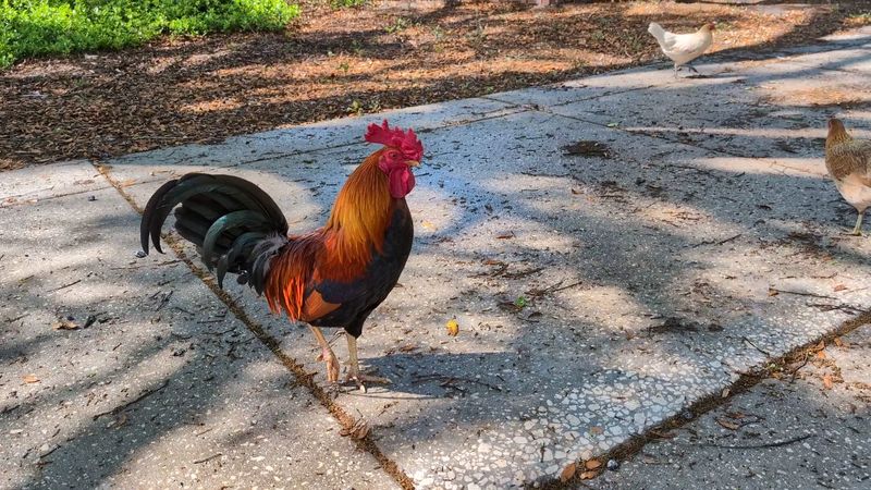 Roosters Ruling the Sidewalks