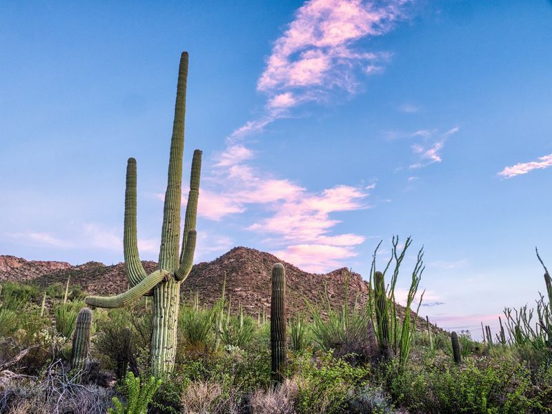 Saguaro National Park, Tucson Saguaro National Park, Tucson