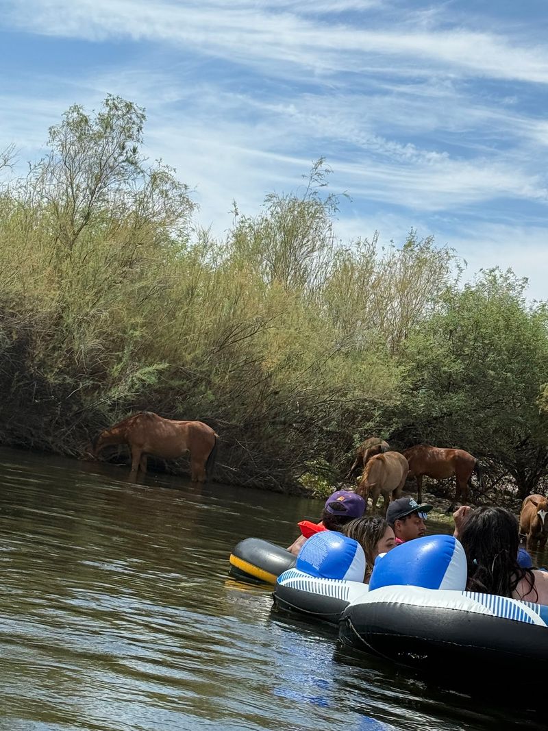 Salt River Wild Horses and Tubing
