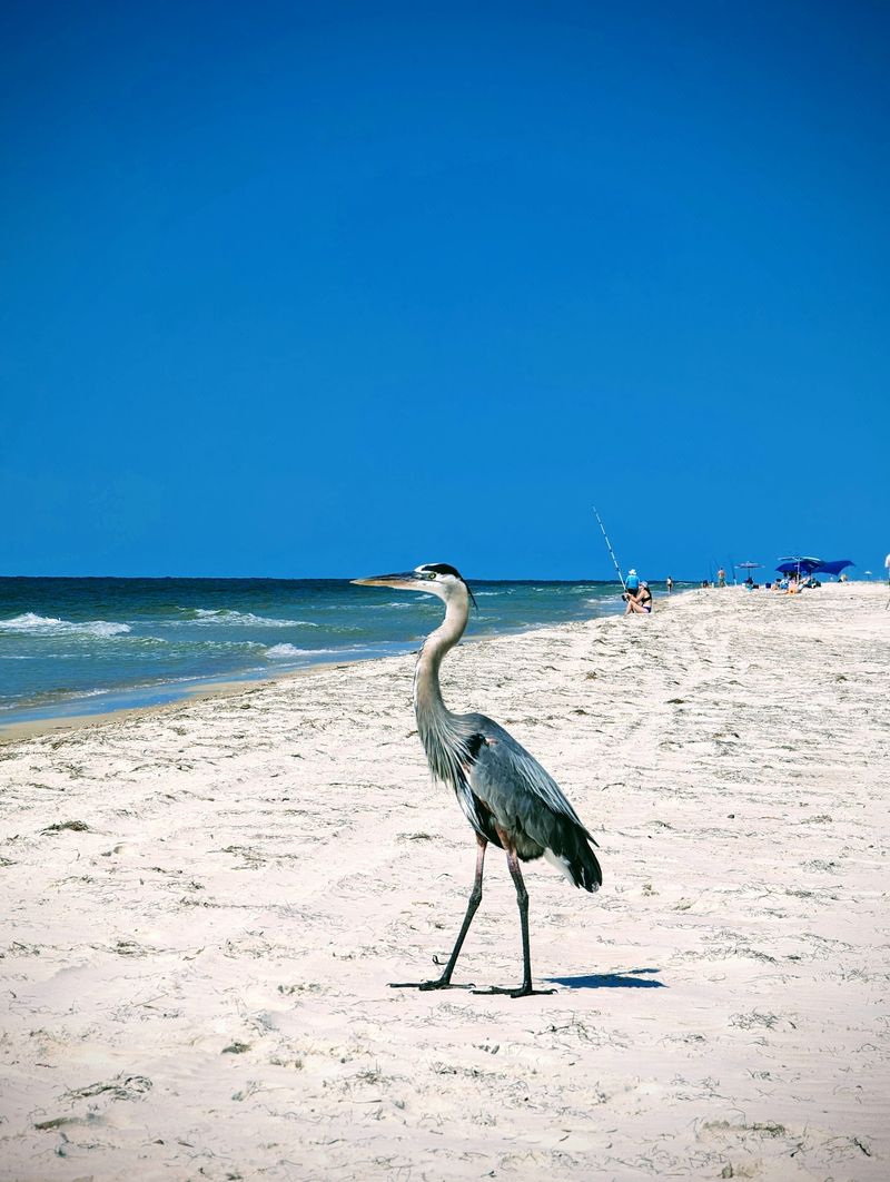 Sand So White It Fools the Eye