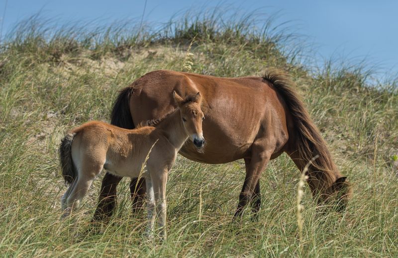 Shackleford Banks Wild Horses, Beaufort, North Carolina