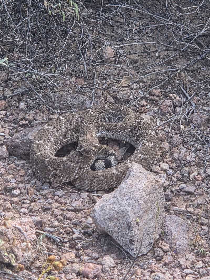 Sharing The Trail With Rattlers