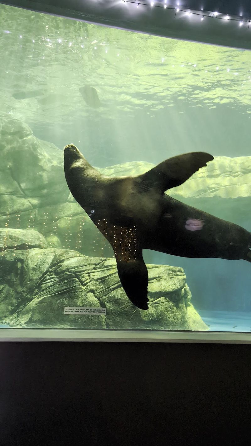 Sharks, Sea Lions, and a Surprise Sloth Sharks, Sea Lions, and a Surprise Sloth
