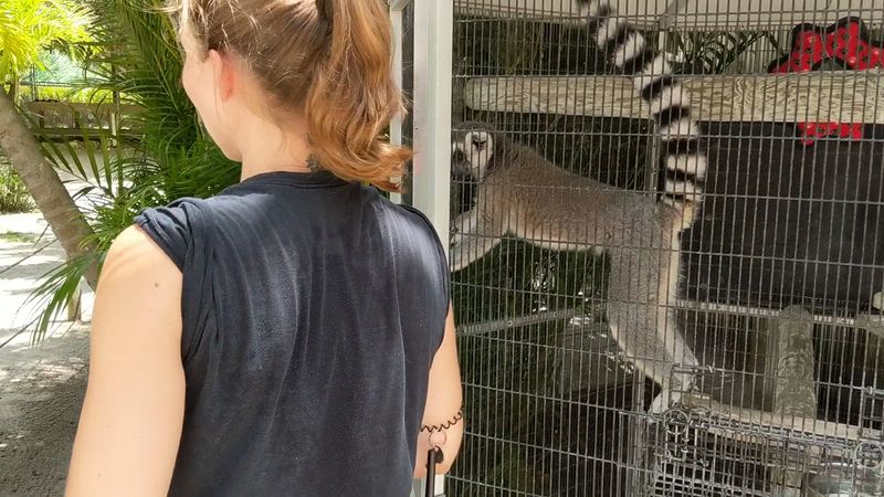 Sloths, Lemurs, and Surprising Residents
