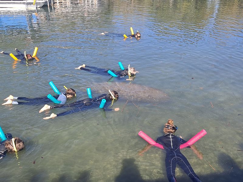 Snorkeling With the Gentle Giants Snorkeling With the Gentle Giants