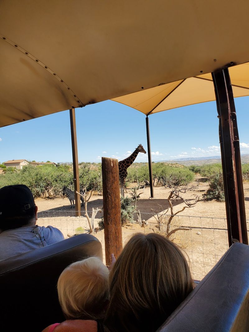 The African Bush Safari and Its Curious Giraffes The African Bush Safari and Its Curious Giraffes