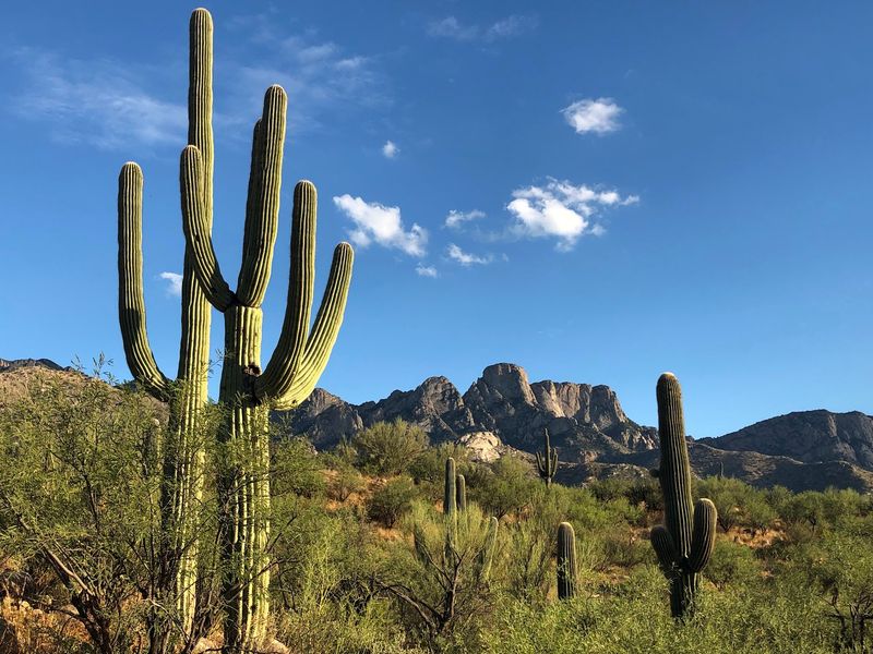 The Alamo Canyon Loop And Its Old Saguaros The Alamo Canyon Loop And Its Old Saguaros