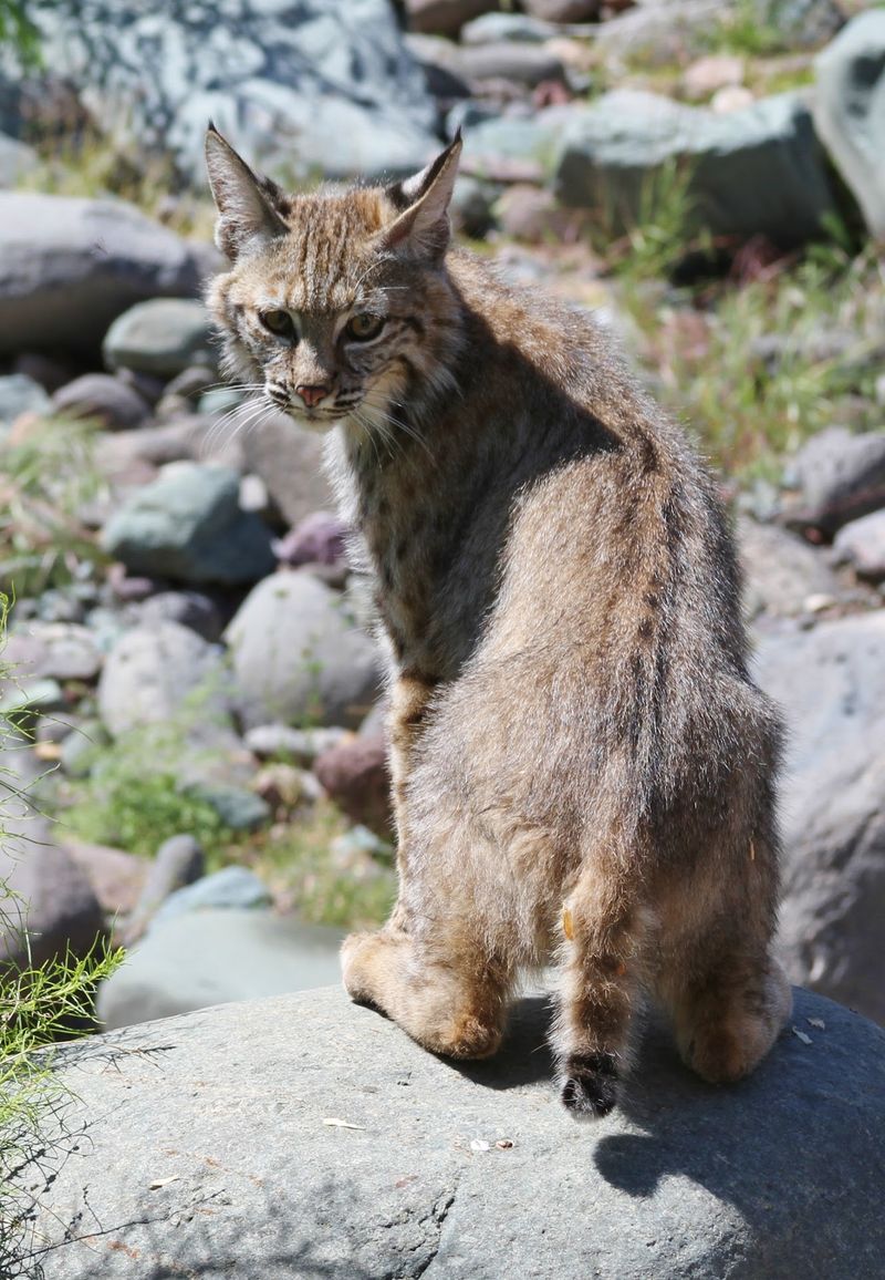 The Big Cats That Steal The Spotlight The Big Cats That Steal The Spotlight