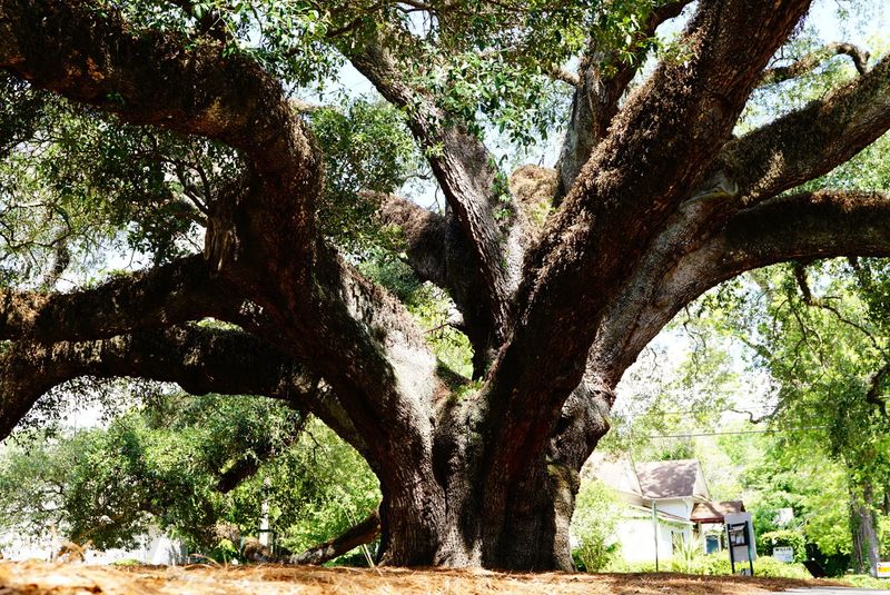 The Big Oak The Big Oak