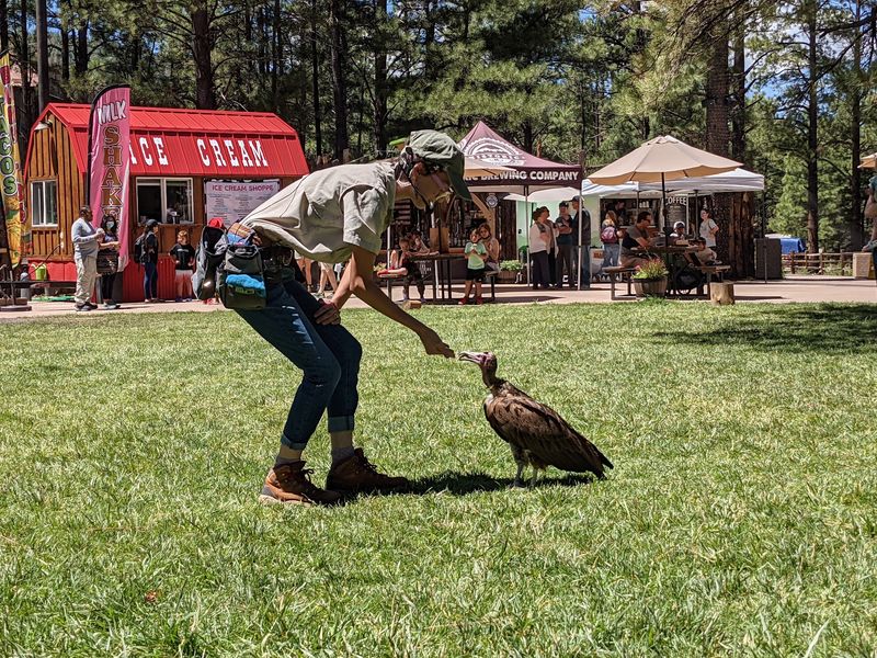 The Bird Of Prey Show And BZ Wild Program The Bird Of Prey Show And BZ Wild Program