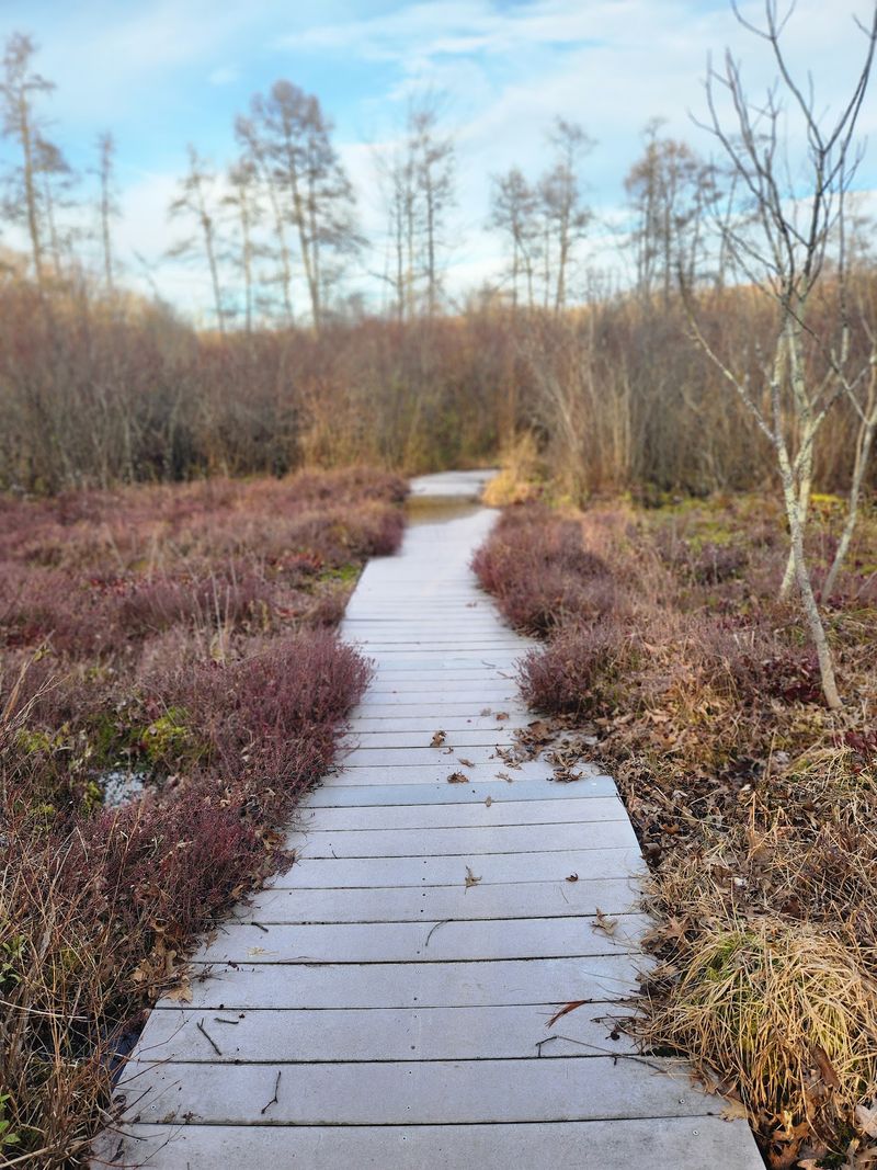 The Boardwalk That Steals The Show The Boardwalk That Steals The Show