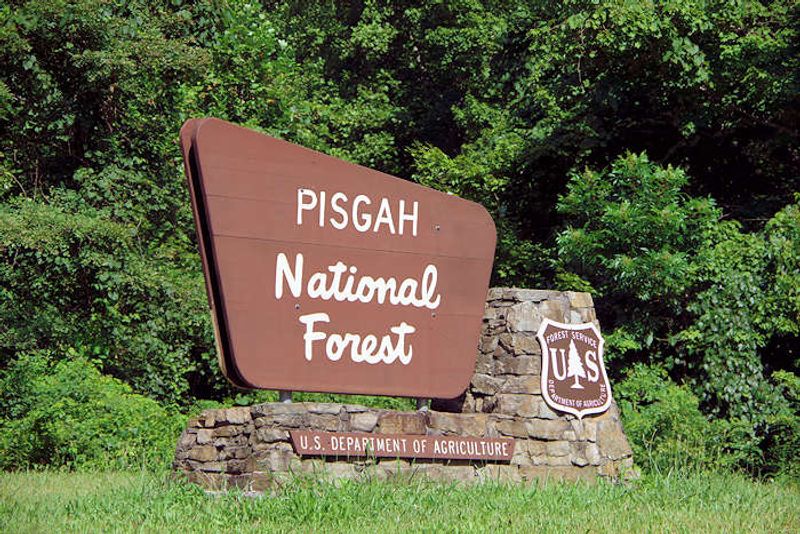 The Cradle Of Forestry In America