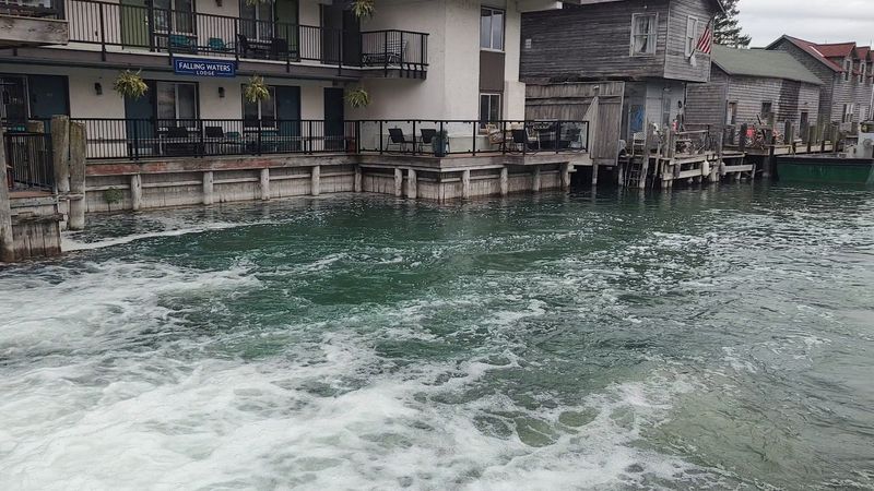 The Dam and the Trout That Fight the Current